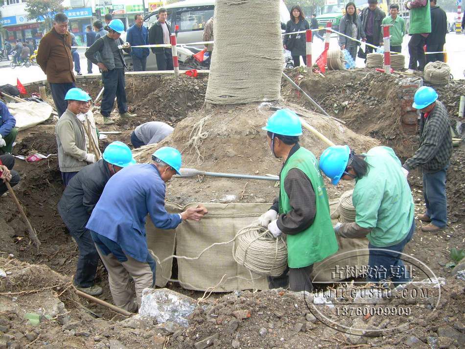 如何提高古树移植后的成活率与古树名木移植方法